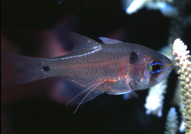 Archamia biguttata